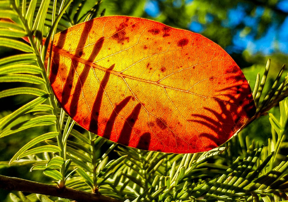 ein rotgoldenes Blatt hängt in einem grünen Nadelbaumzweig