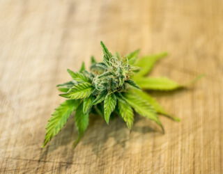 Großaufnahme von einer Cannabisblüte auf einem Tisch.