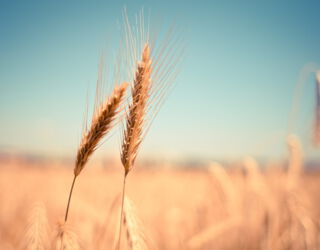 Ein Feld mit Getreide. Zwei Getreideähren im Fordergrund.