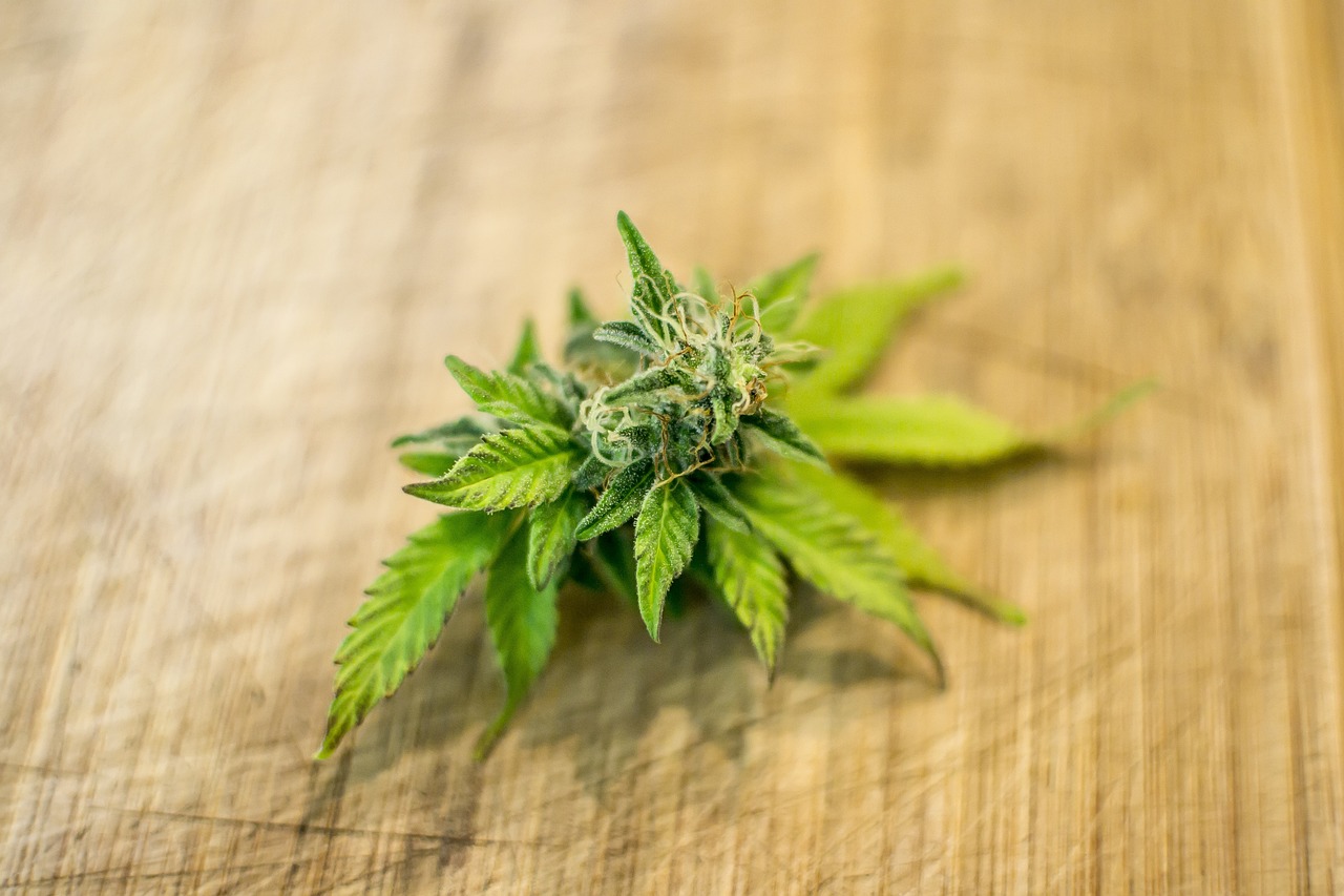 Großaufnahme von einer Cannabisblüte auf einem Tisch.