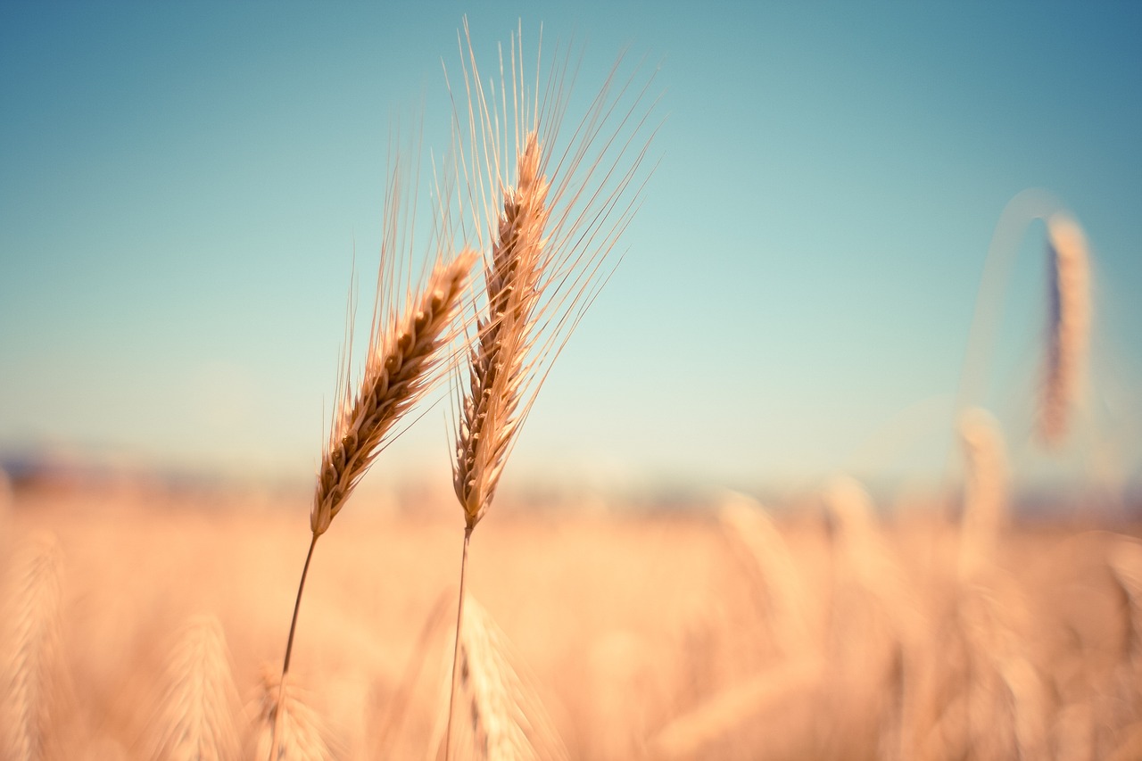Ein Feld mit Getreide. Zwei Getreideähren im Fordergrund.